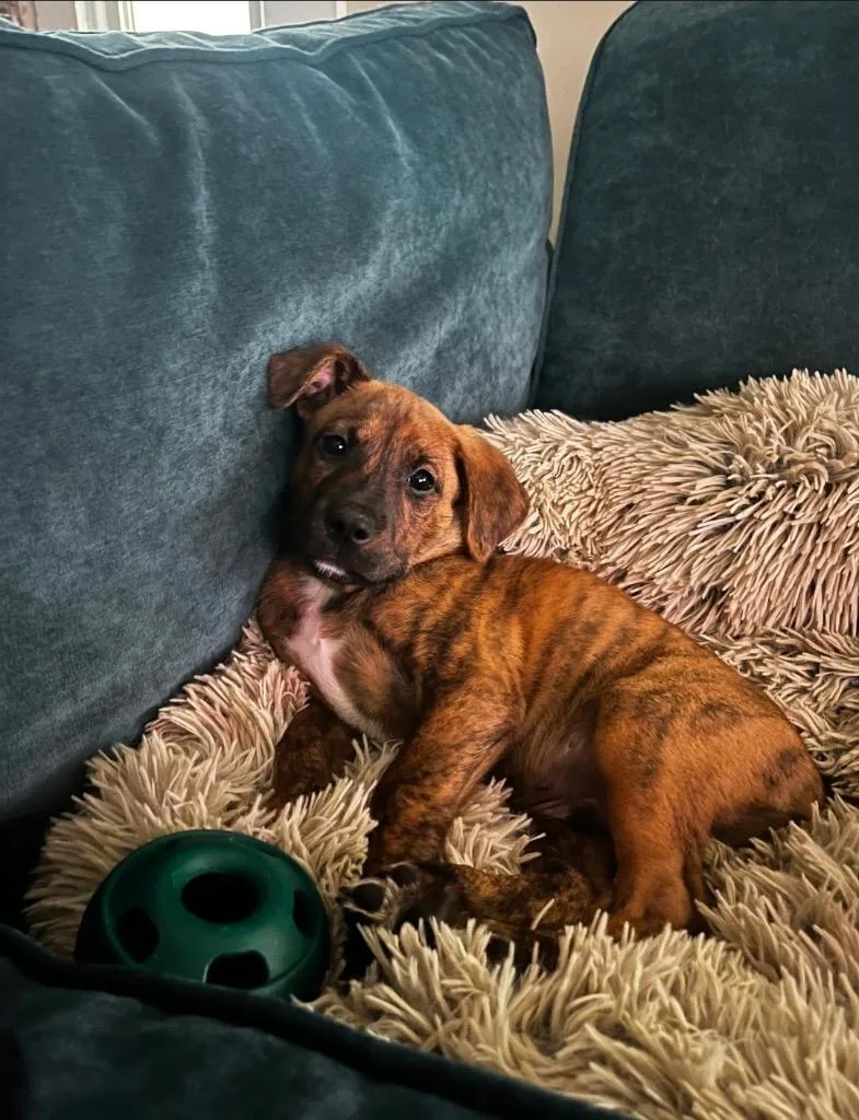 A baby small-sized male Boxer dog named Diesel for adoption in Port Jervis, NY