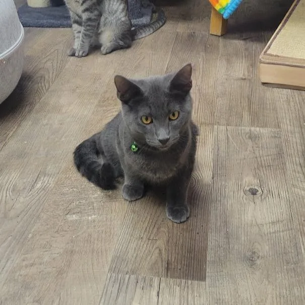A baby small-sized male Gray / Blue / Silver Domestic Short Hair cat named Biggie for adoption in Grand Island, NE