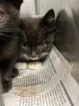 A baby medium-sized male Black Domestic Short Hair cat named Jessee for adoption in Heathsville, VA