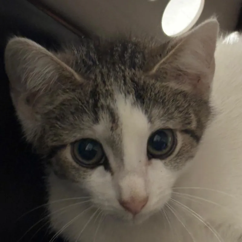 A baby small-sized male White Domestic Short Hair cat named Boba Fett for adoption in Charleston, WV
