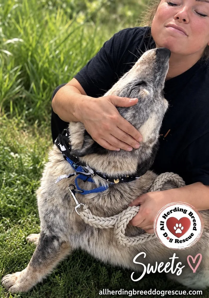 An adult medium-sized female Cattle Dog dog named Sweets for adoption in Joliet, IL