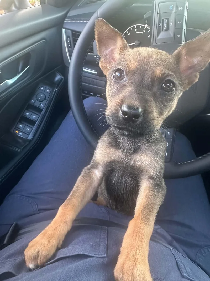 A baby medium-sized male German Shepherd Dog named Waldo for adoption in Oklahoma City, OK
