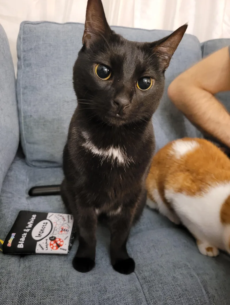 Bean & Moomoo thumbnail 2