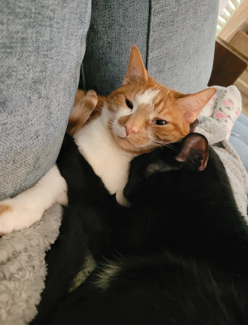 Bean & Moomoo thumbnail 3