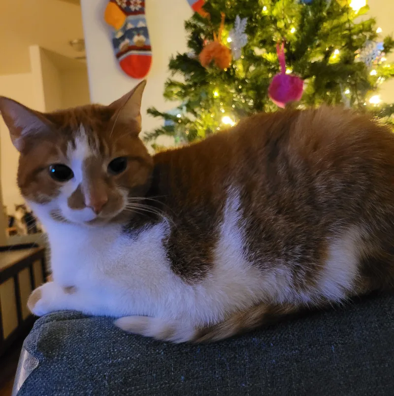 Bean & Moomoo thumbnail 4