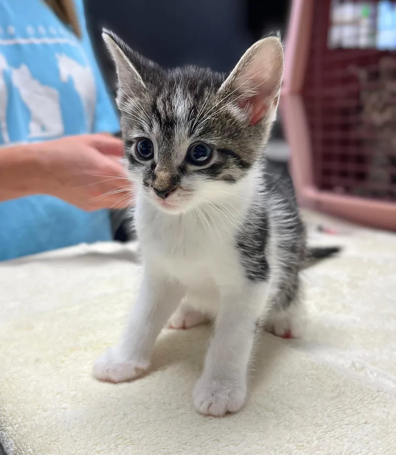 A baby medium-sized male Tabby (Brown / Chocolate) Domestic Short Hair cat named Bronto for adoption in Seville, OH