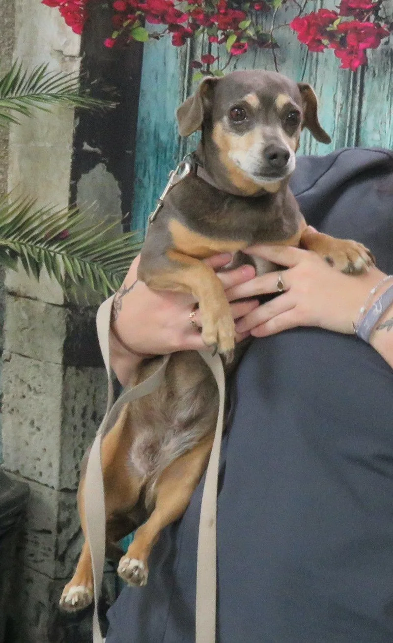 A senior small-sized female Dachshund dog named Winnie for adoption in Herndon, VA