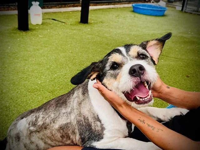 An adult medium-sized female Wire Fox Terrier dog named Layla for adoption in Cape May Court House, NJ