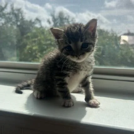 A baby small-sized male Domestic Short Hair cat named Bubbles for adoption in San Antonio, TX