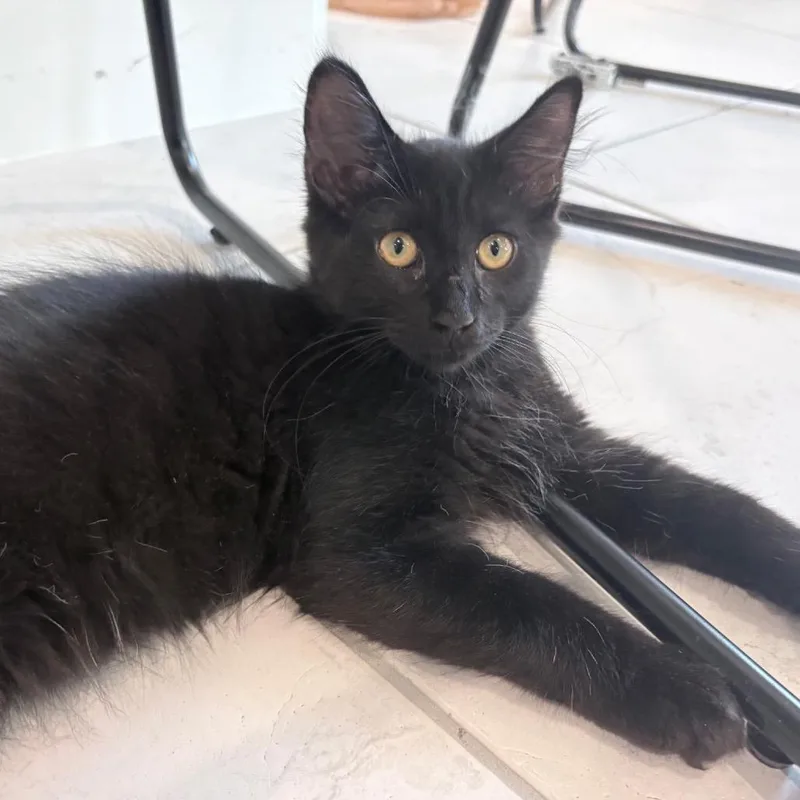A baby small-sized male Domestic Medium Hair cat named Kole for adoption in League City, TX