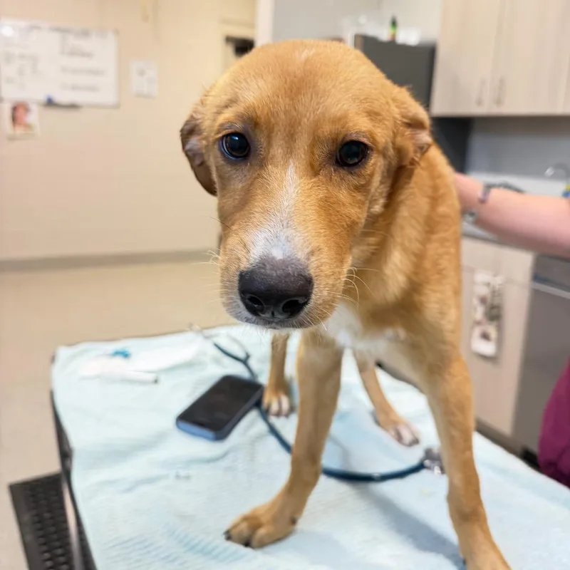 A baby medium-sized male Mixed Breed dog named Rocco for adoption in Englewood, FL
