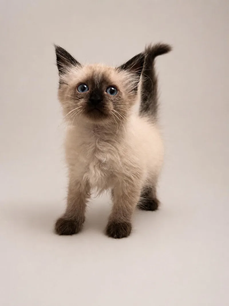 A baby medium-sized female Cream Point Domestic Long Hair cat named Cream for adoption in Greensboro, NC