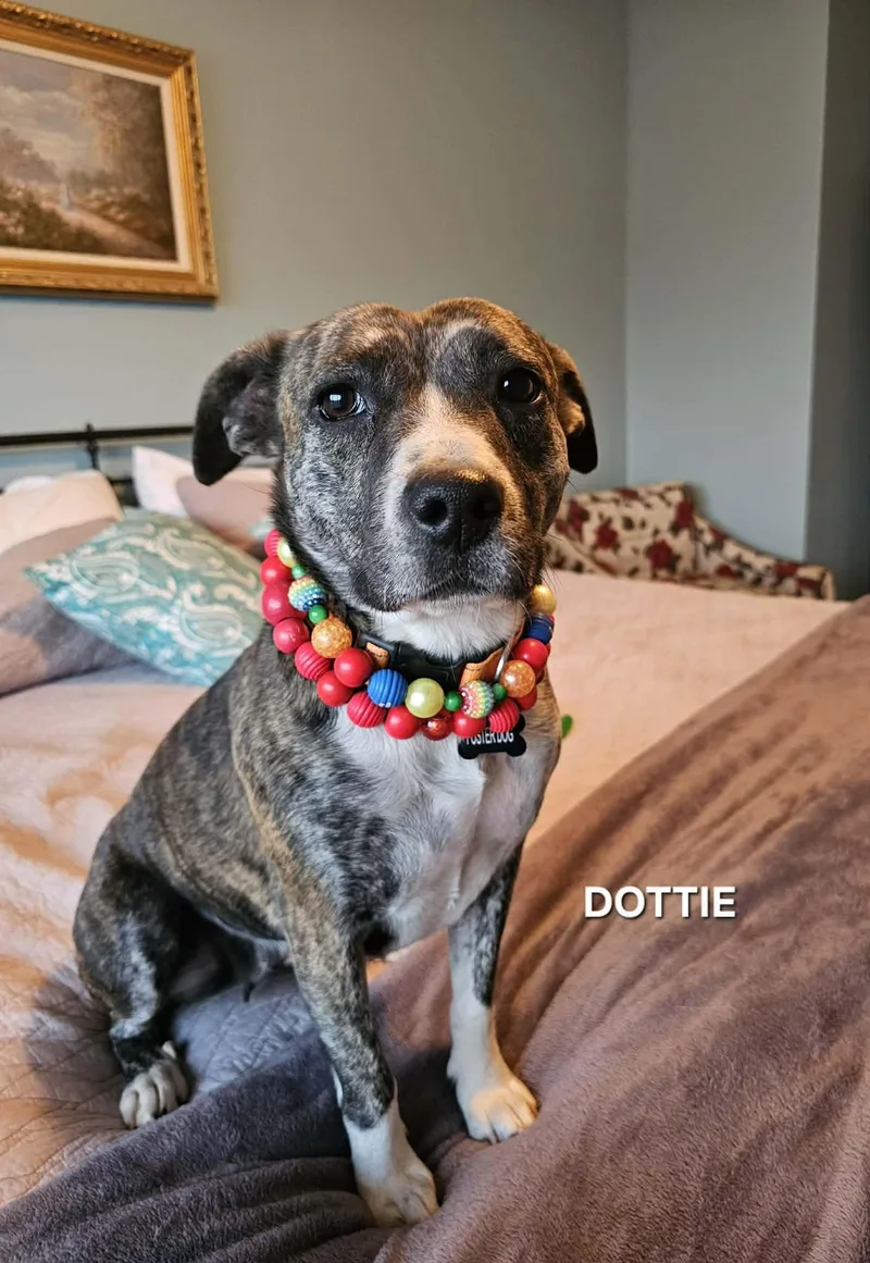 Dottie thumbnail 3