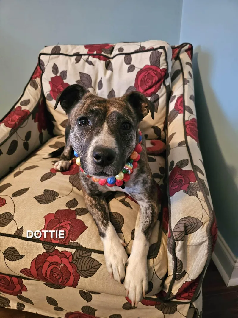 Dottie thumbnail 5
