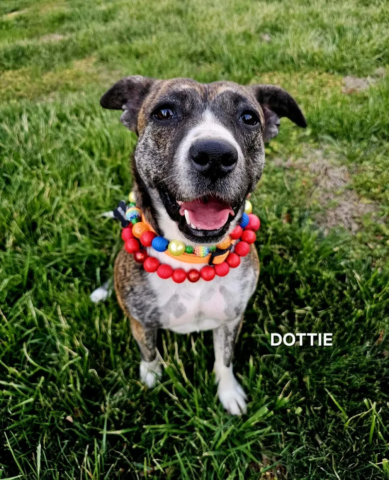 Dottie