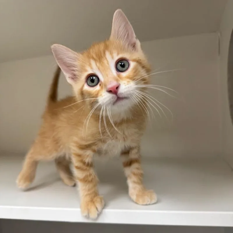 A baby small-sized male Orange / Red Domestic Short Hair cat named Ra for adoption in Champaign, IL
