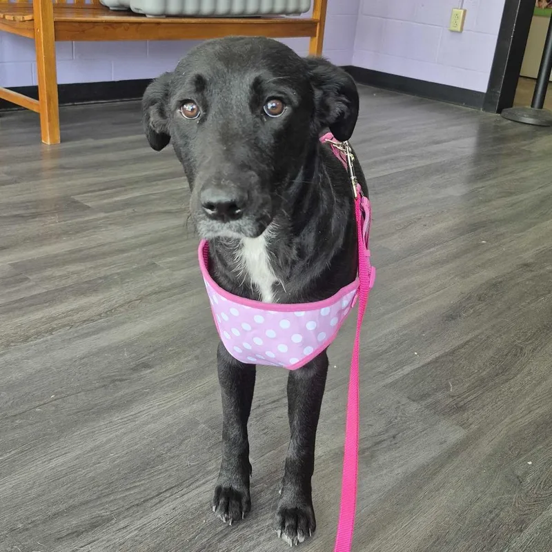A young medium-sized female Black Labrador Retriever dog named Jazzy for adoption in Louisville, KY