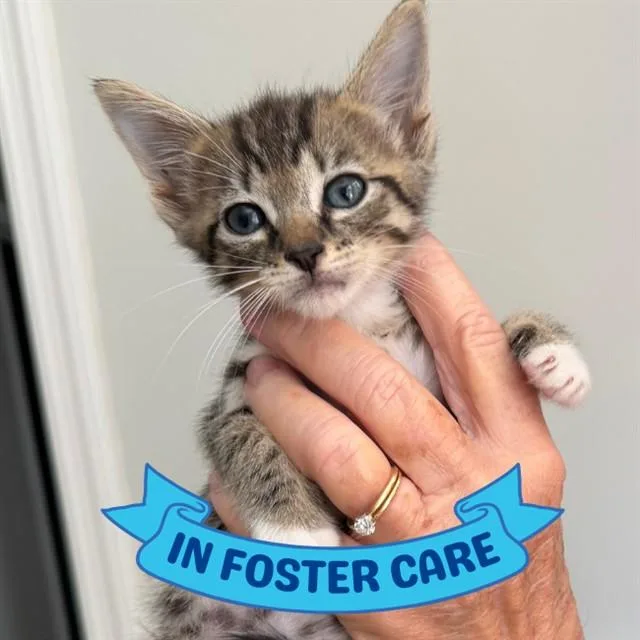 A baby small-sized male Domestic Short Hair cat named Tucker for adoption in Tallahassee, FL