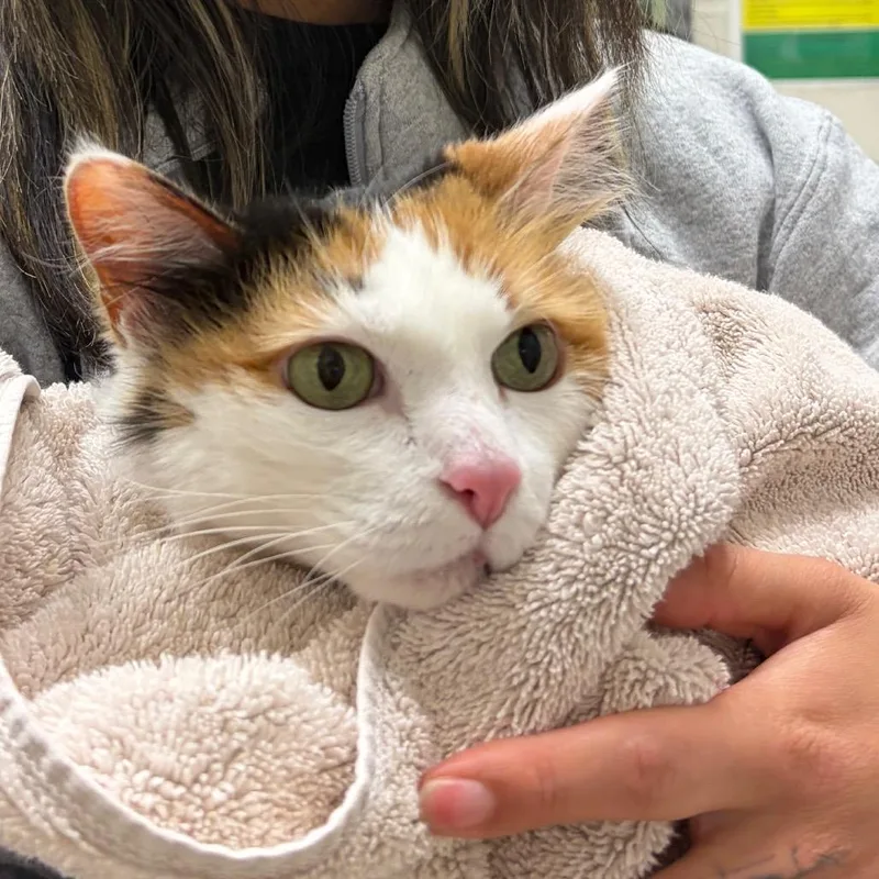 A senior medium-sized female Calico Domestic Medium Hair cat named Kayla for adoption in Murray, UT