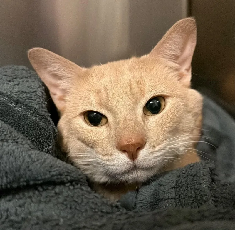 An adult small-sized male Domestic Short Hair cat named Howard for adoption in Ocala, FL