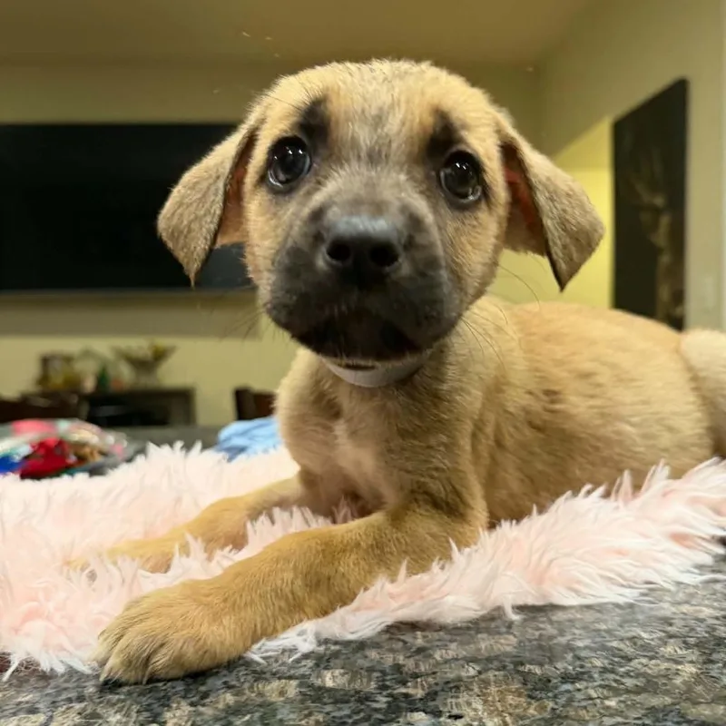 A baby small-sized male Bullmastiff dog named Zafar for adoption in manchester, PA