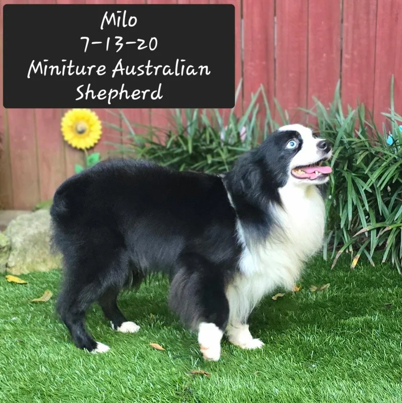 A young small-sized male Australian Shepherd dog named Milo for adoption in York, SC