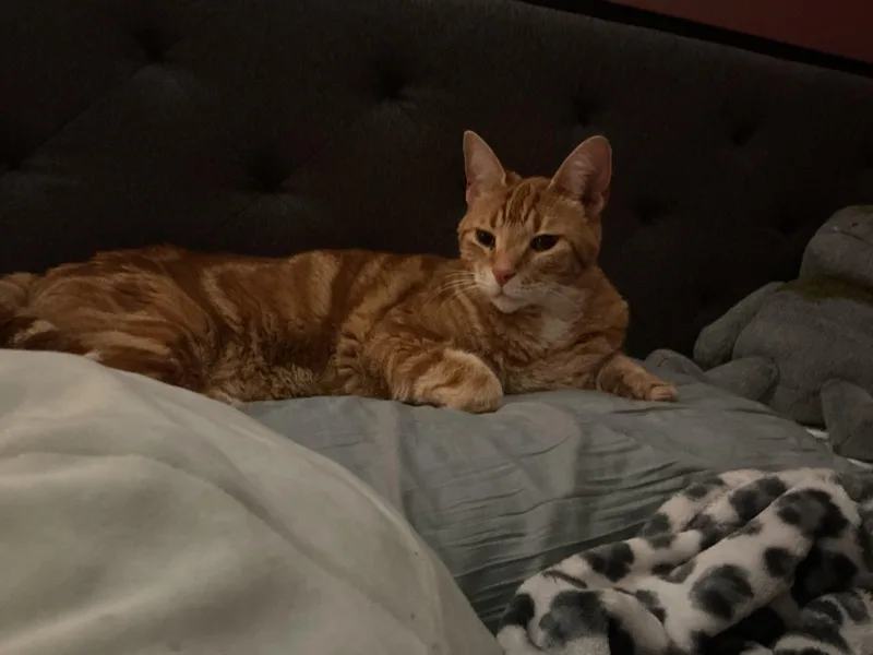 An adult extra large-sized male Domestic Short Hair cat named Mr. Chips for adoption in Grand Rapids, MI