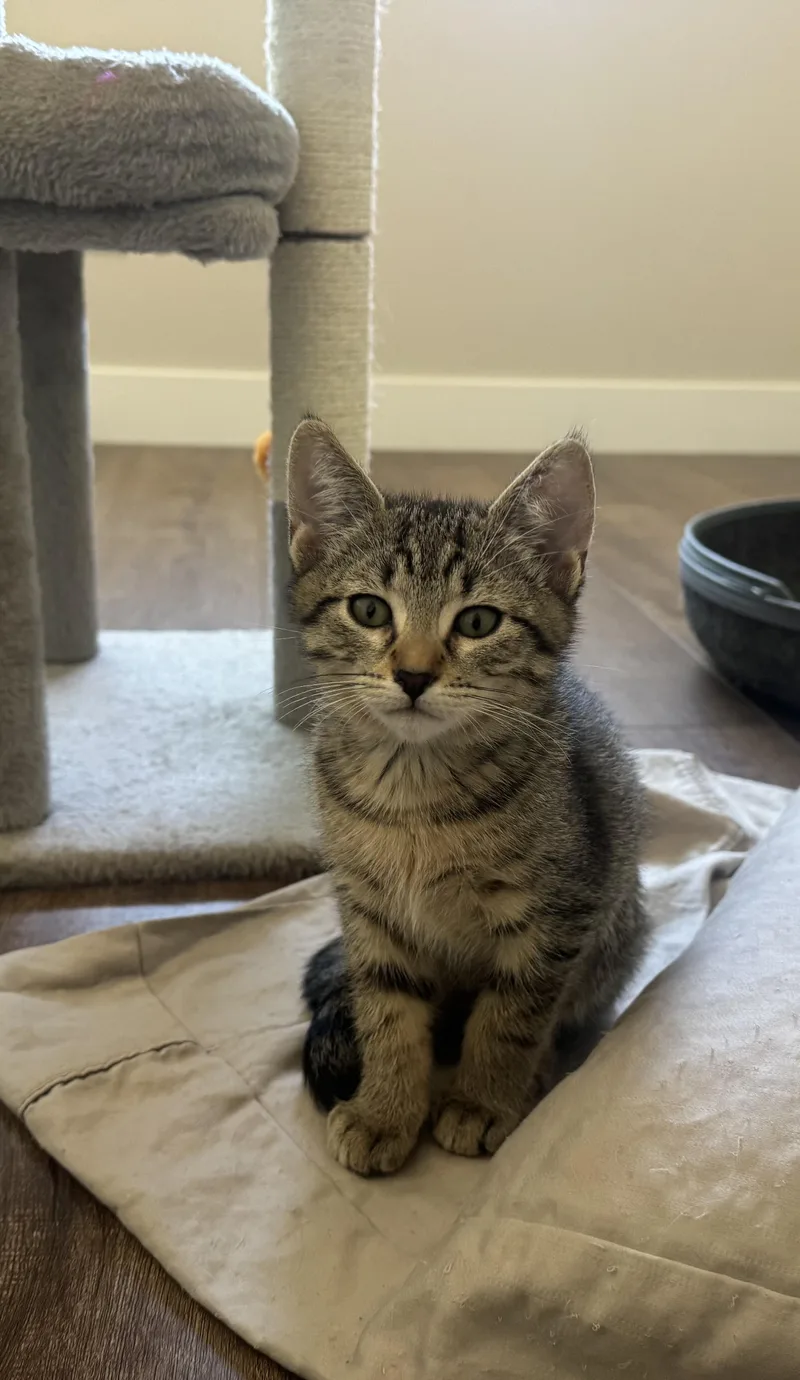 A baby medium-sized female Domestic Short Hair cat named Dutchess & Spark for adoption in San Jose, CA