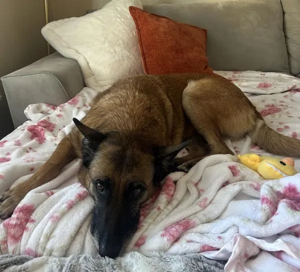 A senior large-sized female German Shepherd Dog dog named Mandy for adoption in San Diego, CA