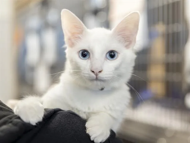 A baby small-sized male Domestic Medium Hair cat named Kellin for adoption in Phoenix, AZ