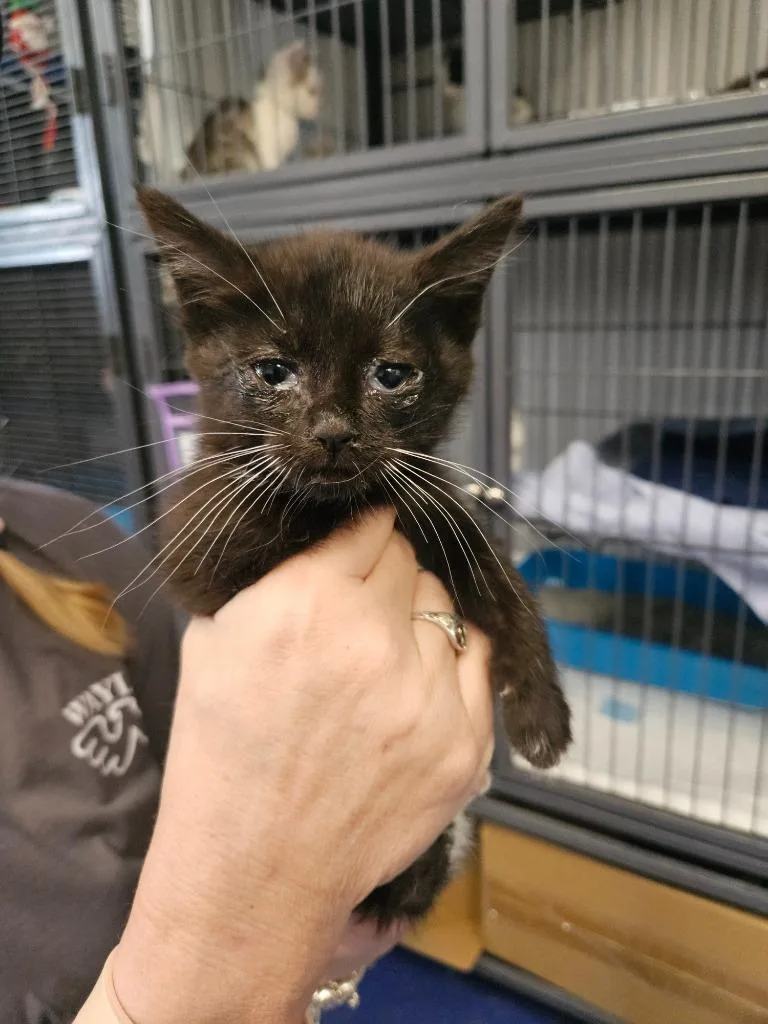 A baby medium-sized female Domestic Short Hair cat named Maleficent for adoption in Johnson City, TN