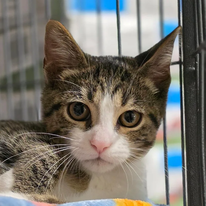 A baby small-sized male Brown / Chocolate Domestic Short Hair cat named Hix for adoption in Muncie, IN