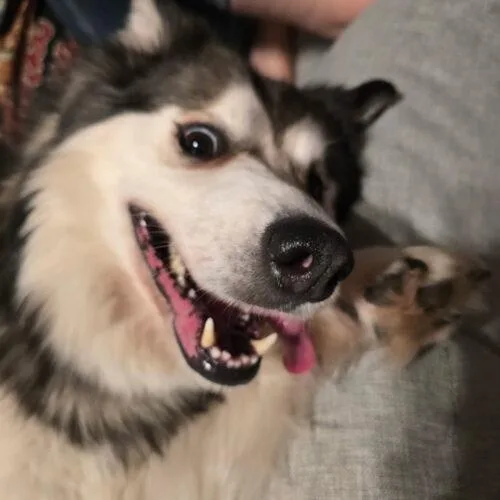 Penelope