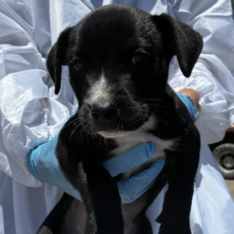 A baby small-sized female Black Shepherd dog named White Socks for adoption in Edinburg, TX