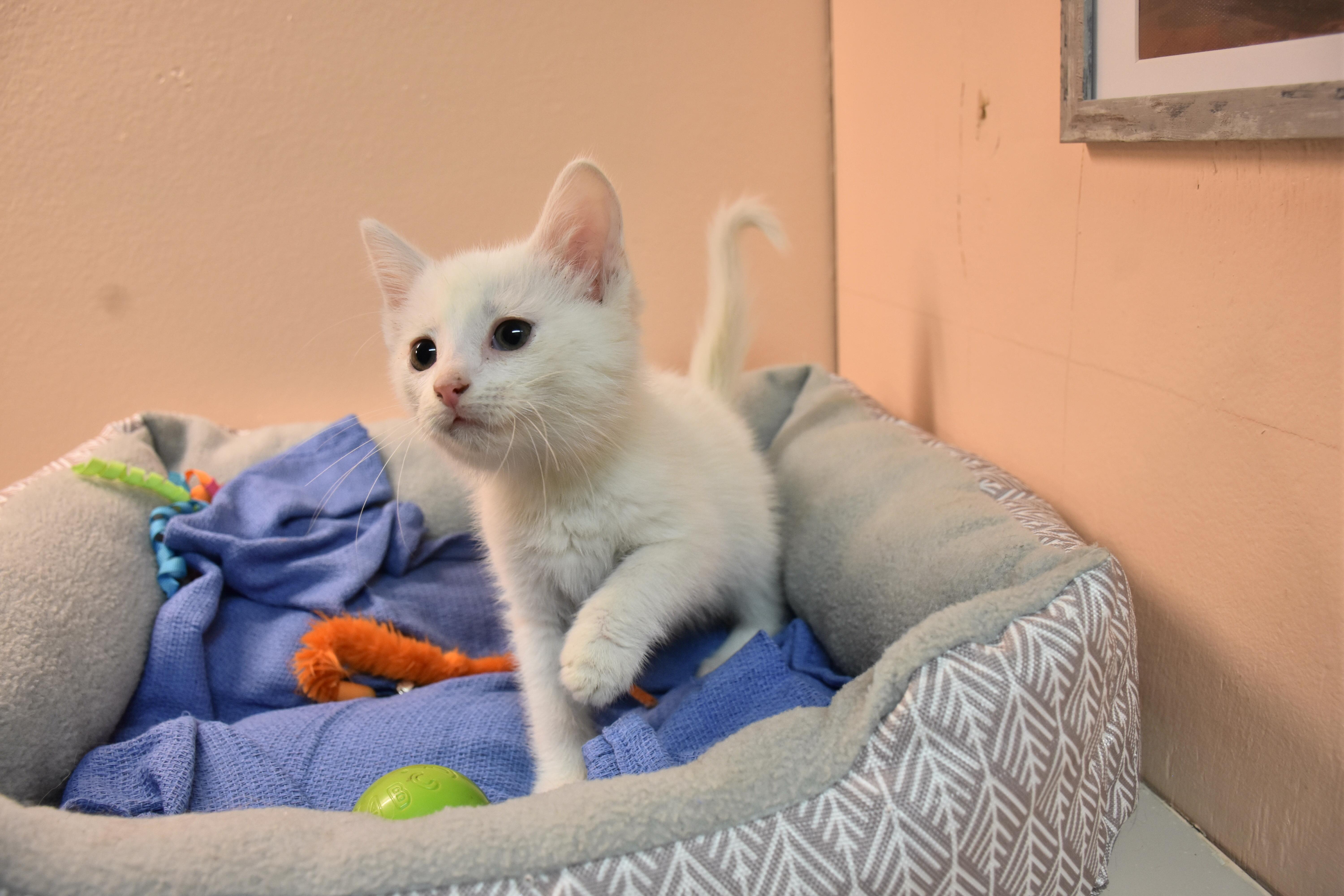 A baby small-sized male White Domestic Short Hair cat named Colby for adoption in North Judson, IN