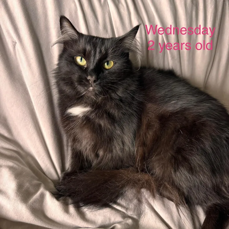 A young medium-sized female Black Domestic Long Hair cat named Wednesday for adoption in Davisburg, MI