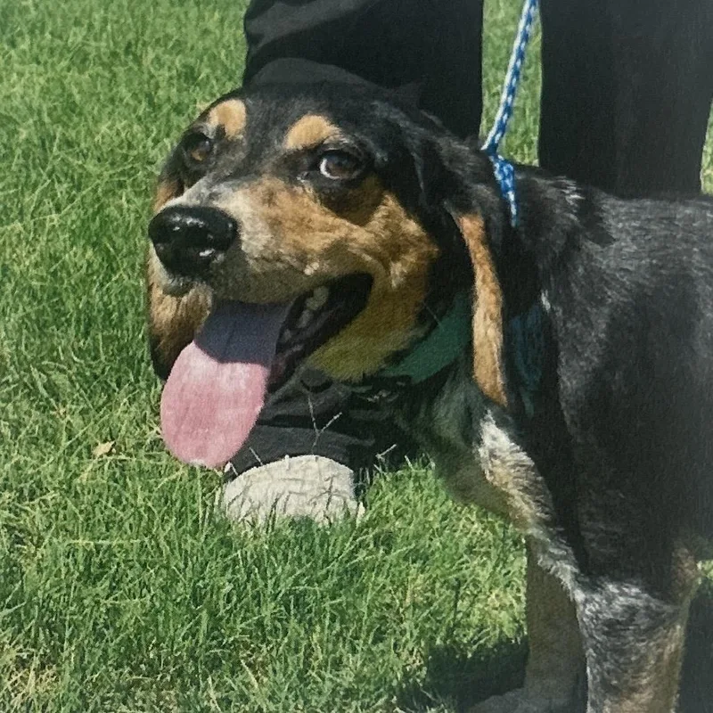 Obi