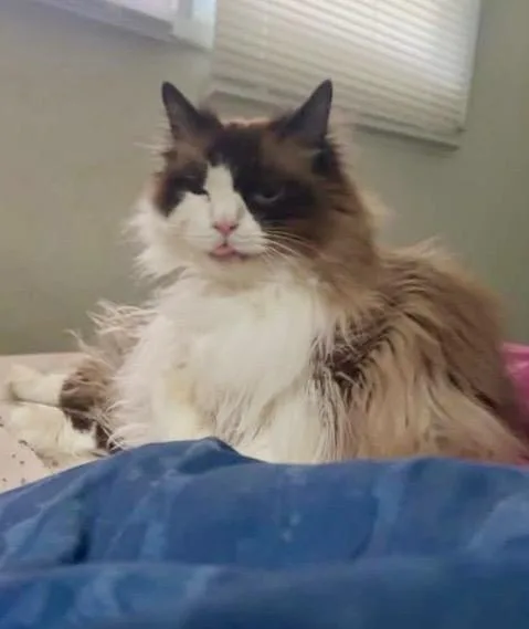 A senior large-sized female Ragdoll cat named Leia for adoption in Augusta, GA