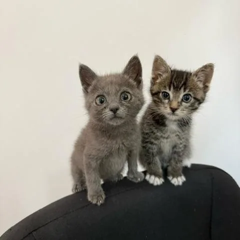 A baby small-sized male Gray / Blue / Silver Domestic Short Hair cat named Cruise Control for adoption in Hudsonville, MI
