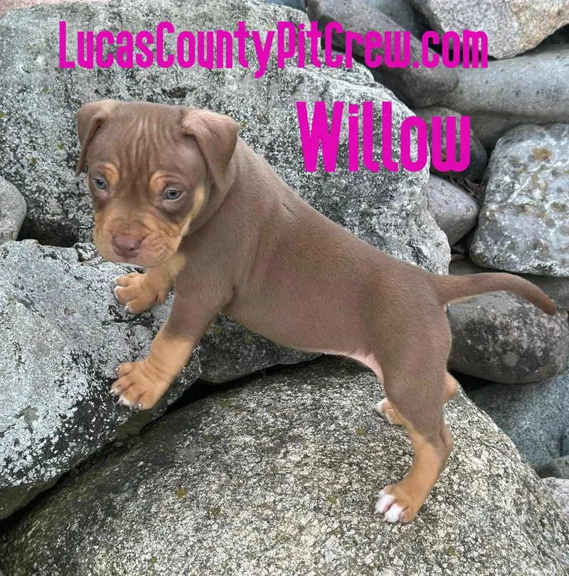 A baby large-sized female Brown / Chocolate American Bully dog named Willow for adoption in Toledo, OH