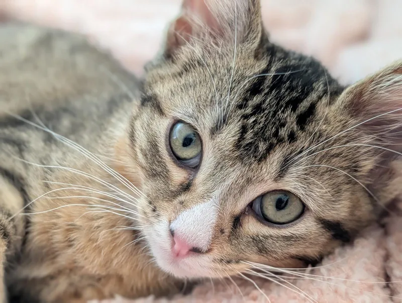 A baby small-sized male Domestic Short Hair cat named Velcro for adoption in Kansas City, MO