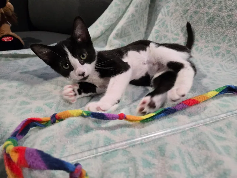 A baby medium-sized female Black & White / Tuxedo Domestic Short Hair cat named Sylvester for adoption in San Jose, CA