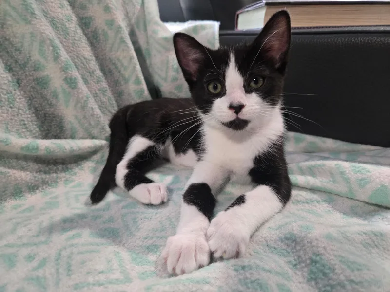 Sylvester thumbnail 2