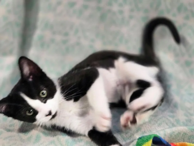 Sylvester thumbnail 3