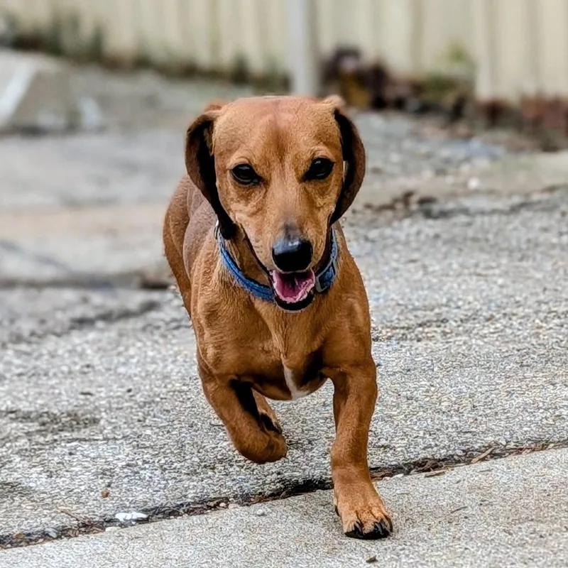 An adult small-sized male Brown / Chocolate Dachshund dog named Canelo for adoption in Houston, TX