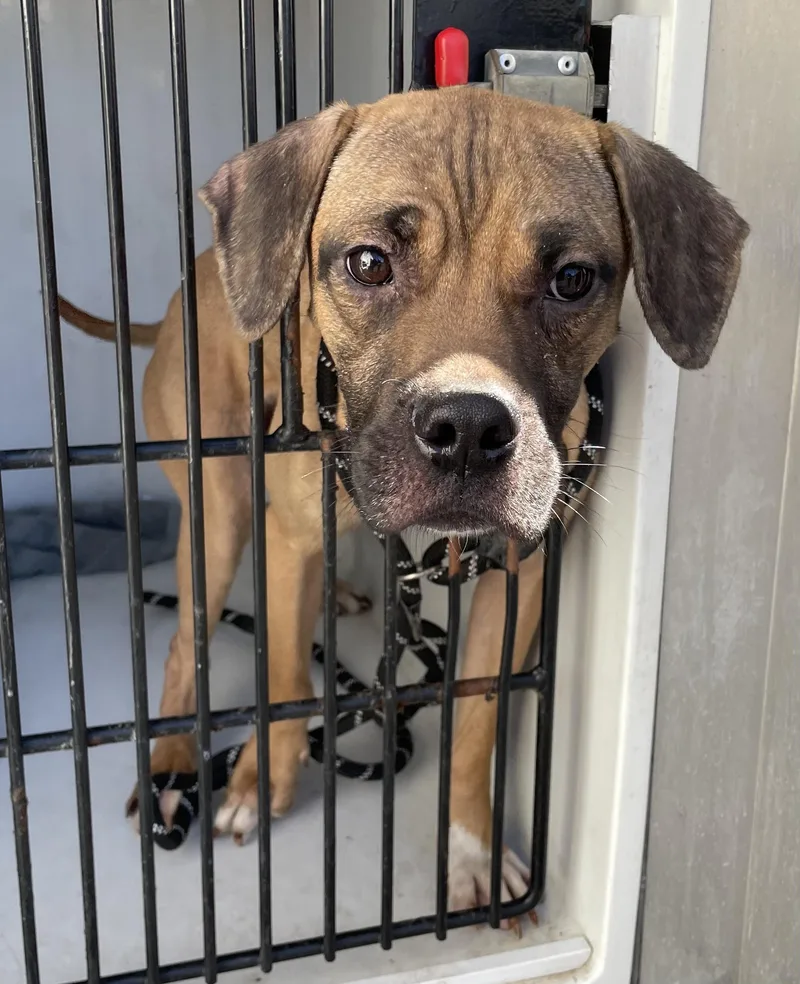 A young medium-sized male Brindle Boxer dog named Mike HOLD for adoption in Canton, OH