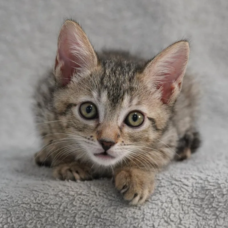 A baby small-sized female Brown / Chocolate Domestic Short Hair cat named Blair for adoption in Sunnyvale, CA