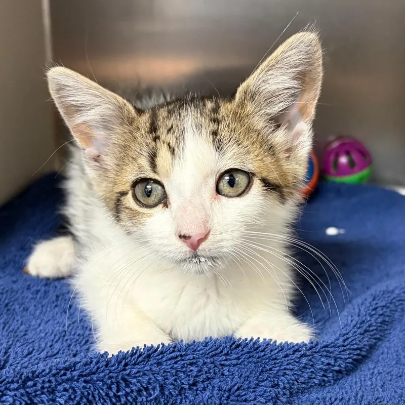 A baby small-sized female Gray / Blue / Silver Domestic Short Hair cat named Effie for adoption in Newark, NJ