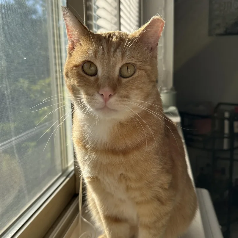 Mr. Pickles thumbnail 2