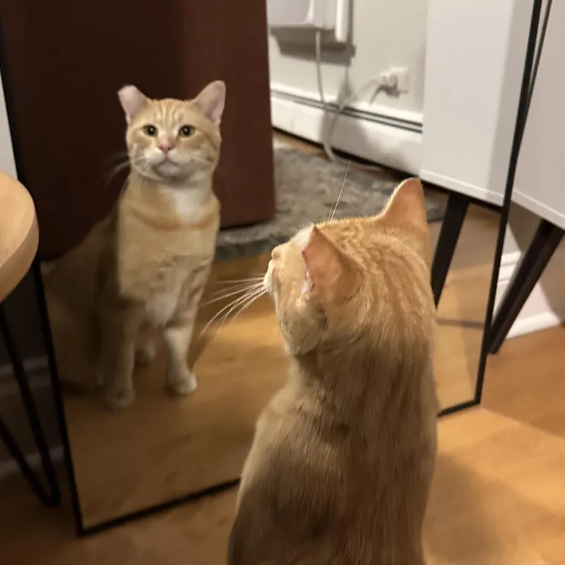 Mr. Pickles thumbnail 3